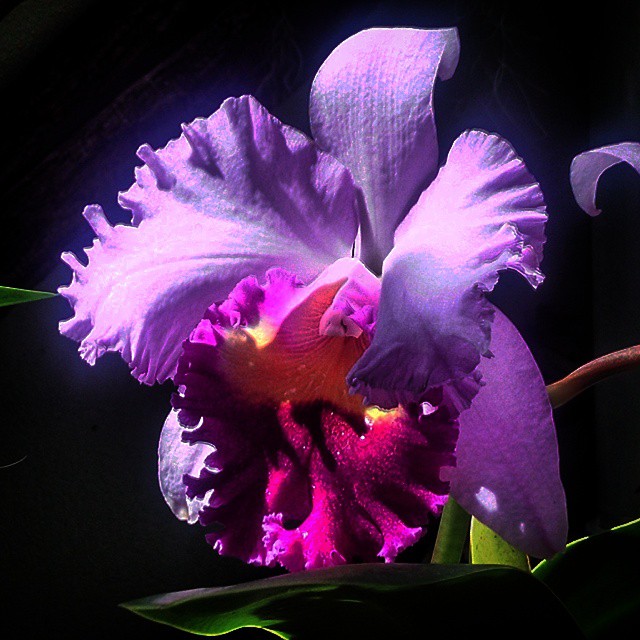 1504-NA-DC-Botonical_Gardens-Orchid/