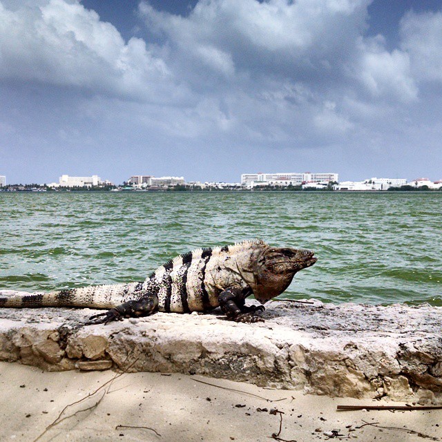 1505-NA-Cancun-Iguana/