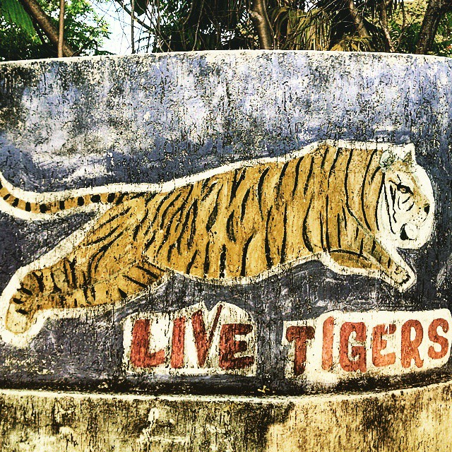 1505-PL-Cancun-Live_Tigers/