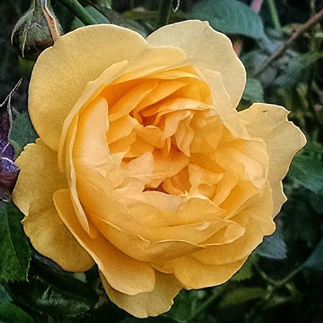 1510-NA-Brooklyn_Botanical_Garden-Yellow_Rose/