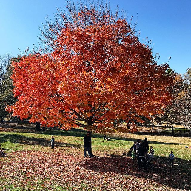 1610-Na-Prospect_Park-Autumn-Tree_Leaves/