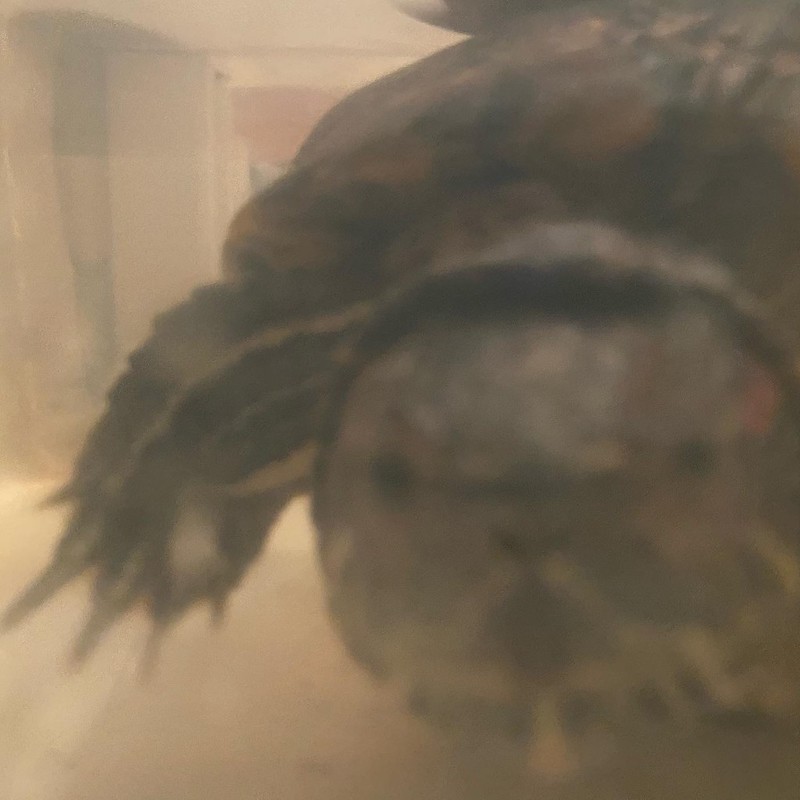 2010-Misc-Jo-Turtle